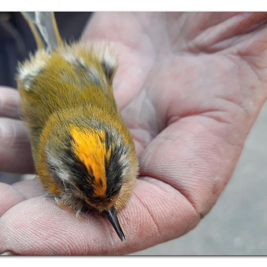 Sommergoldhähnchen: Tier im Habitat Garten in der NatureSpots App