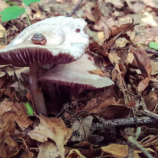 Eine unbekannte Art: Pilz im Habitat Wald der gemäßigten Breiten in der NatureSpots App