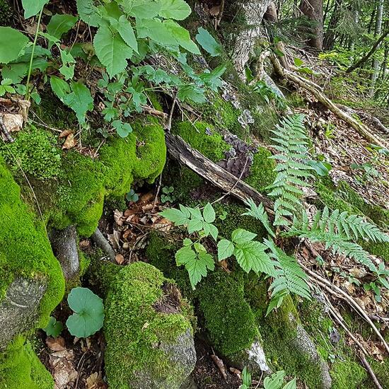 Landschaft: Wald im Habitat Wald der gemäßigten Breiten in der NatureSpots App