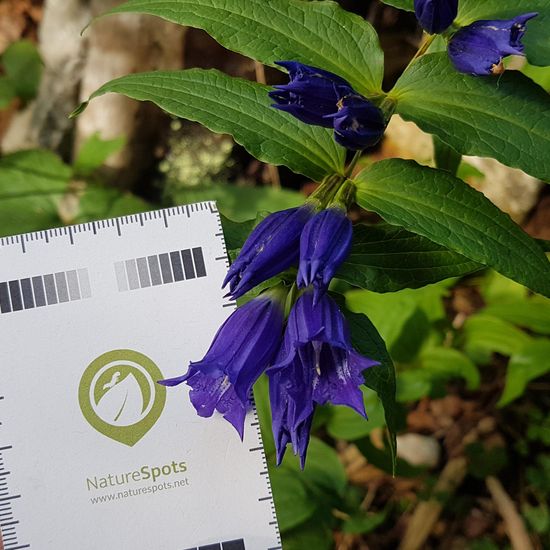 Schwalbenwurz-Enzian: Pflanze im Habitat Wald der gemäßigten Breiten in der NatureSpots App