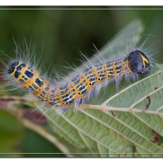 Buff-tip: Animal in habitat Natural Meadow in the NatureSpots App