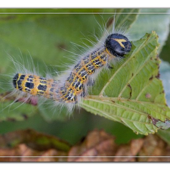 Buff-tip: Animal in habitat Natural Meadow in the NatureSpots App