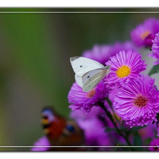 Kleiner Kohlweißling: Tier im Habitat Garten in der NatureSpots App