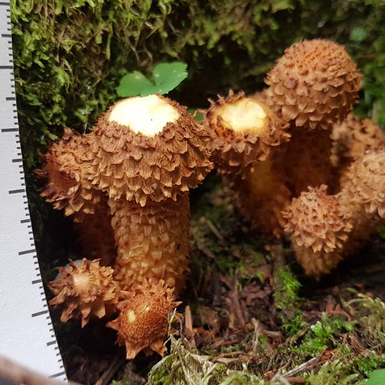 Schüpplinge: Pilz im Habitat Wald der gemäßigten Breiten in der NatureSpots App