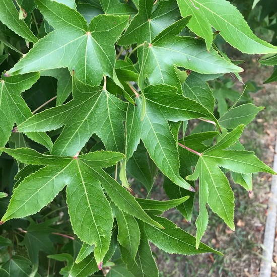 Liquidambar styraciflua: Plant in nature in the NatureSpots App