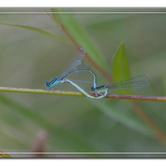 Kleine Pechlibelle: Tier im Habitat Naturnahe Wiese in der NatureSpots App
