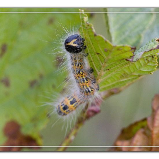 Buff-tip: Animal in habitat Natural Meadow in the NatureSpots App