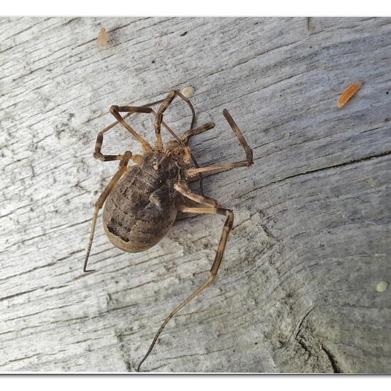 Odiellus spinosus: Tier im Habitat Garten in der NatureSpots App