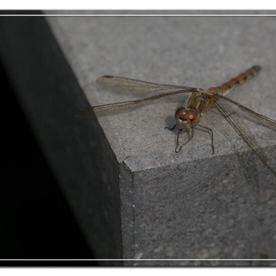 Common Darter: Animal in habitat Garden in the NatureSpots App