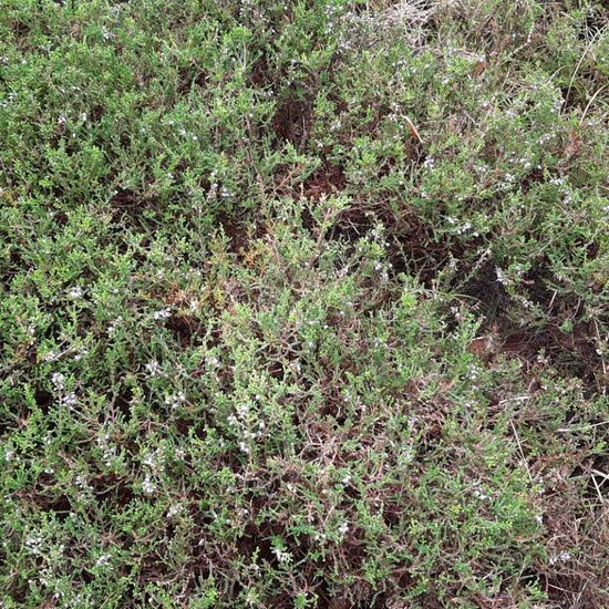 Calluna vulgaris: Plant in nature in the NatureSpots App