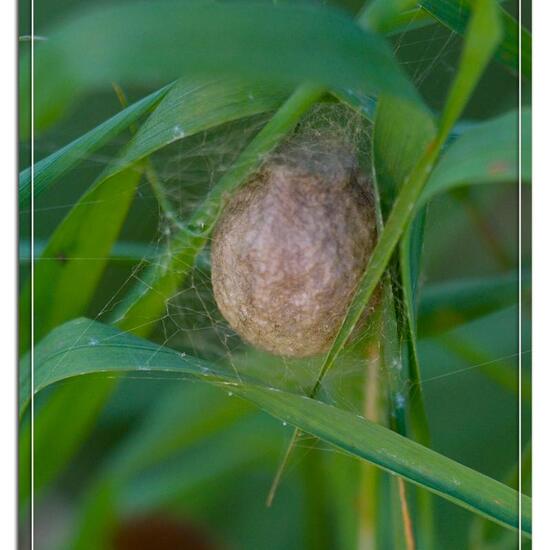 Wespenspinne: Tier im Habitat Naturnahe Wiese in der NatureSpots App