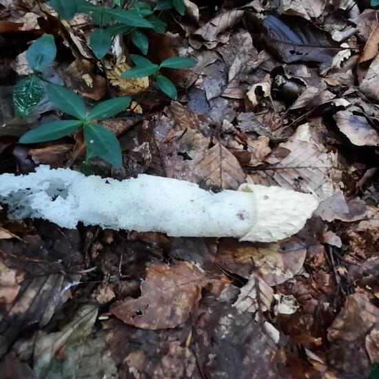 Phallus impudicus: Mushroom in nature in the NatureSpots App