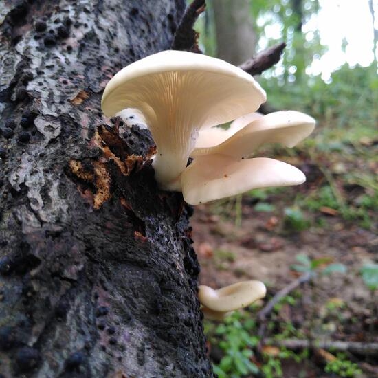 Pleurotus pulmonarius: Mushroom in habitat Temperate forest in the NatureSpots App