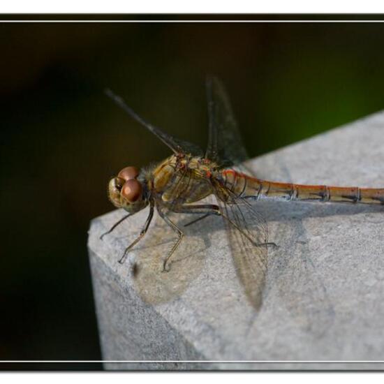 Große Heidelibelle: Tier im Habitat Garten in der NatureSpots App