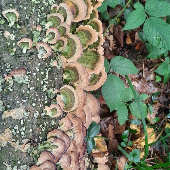 Trametes versicolor: Mushroom in habitat Temperate forest in the NatureSpots App