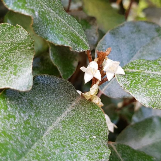 Elaeagnus × submacrophylla: Plant in habitat Garden in the NatureSpots App