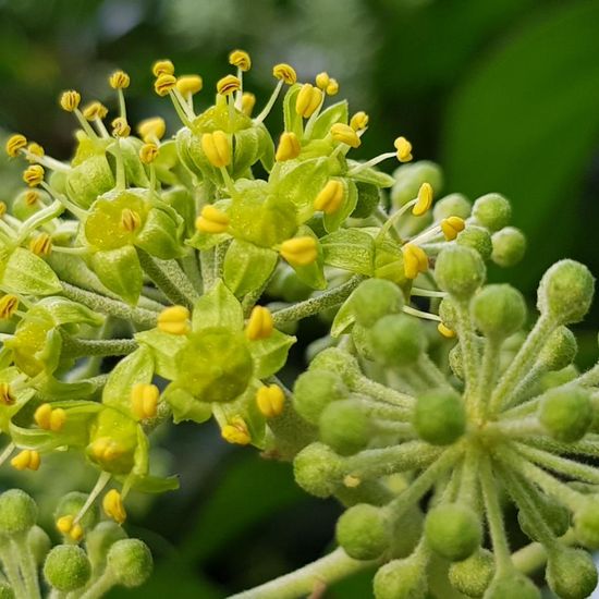 Gemeiner Efeu: Pflanze im Habitat Garten in der NatureSpots App