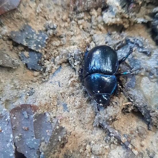 Mistkäfer: Tier im Habitat Wald der gemäßigten Breiten in der NatureSpots App