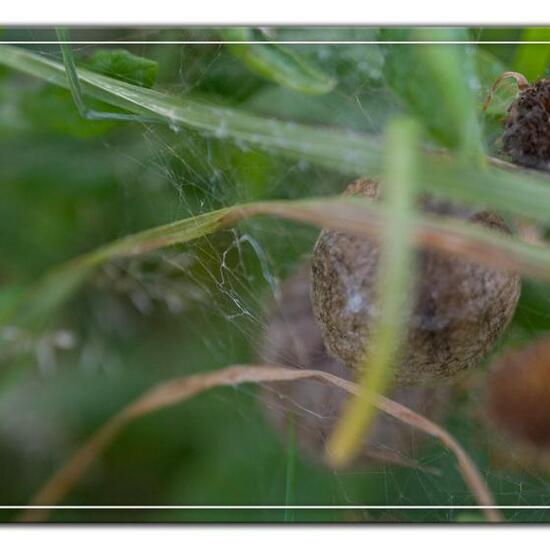 Wespenspinne: Tier im Habitat Naturnahe Wiese in der NatureSpots App