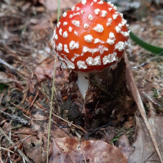 Amanita muscaria: Mushroom in nature in the NatureSpots App