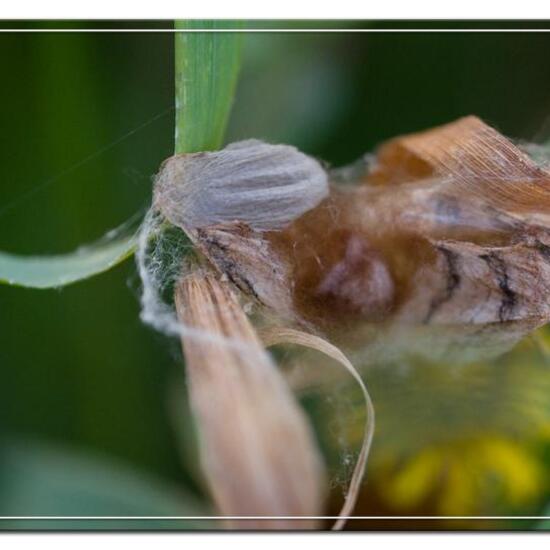 Argiope bruennichi: Animal in habitat Natural Meadow in the NatureSpots App