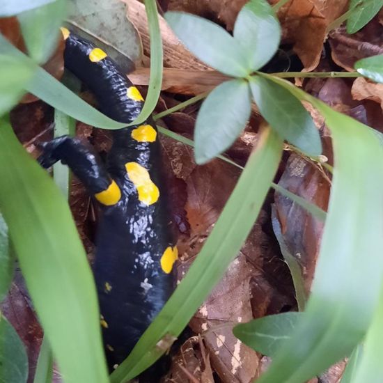 Fire salamander: Animal in nature in the NatureSpots App