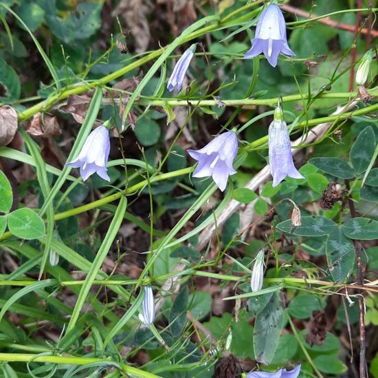 Campanula carpatica: Plant in nature in the NatureSpots App