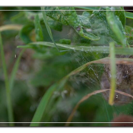 Wespenspinne: Tier im Habitat Naturnahe Wiese in der NatureSpots App