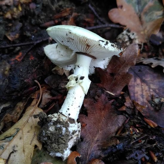 Gelber Knollenblätterpilz: Pilz im Habitat Wald der gemäßigten Breiten in der NatureSpots App