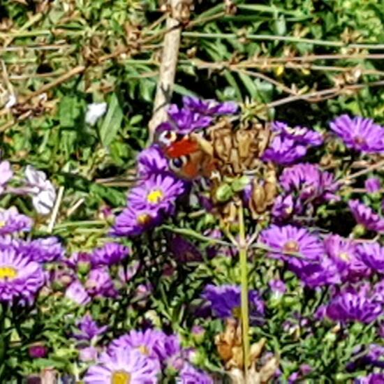 Tagpfauenauge: Tier im Habitat Stadt und Garten in der NatureSpots App