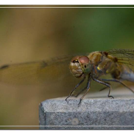 Common Darter: Animal in habitat Garden in the NatureSpots App