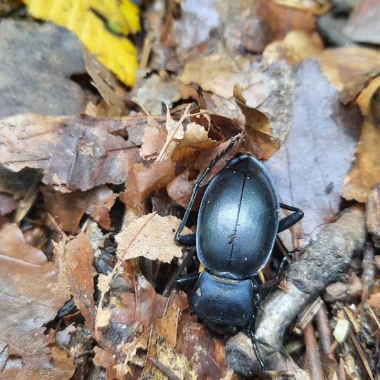 Glatter Laufkäfer: Tier in der Natur in der NatureSpots App