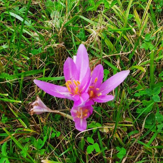 Crocus speciosus: Plant in nature in the NatureSpots App