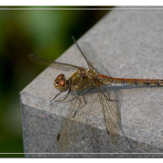 Common Darter: Animal in habitat Garden in the NatureSpots App