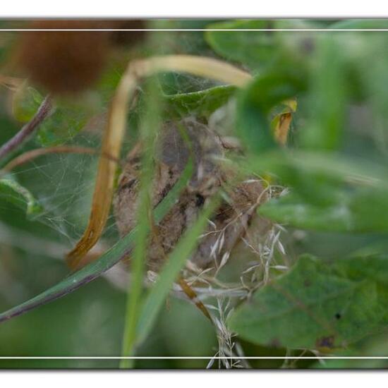 Argiope bruennichi: Animal in habitat Natural Meadow in the NatureSpots App