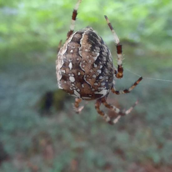 Araneus diadematus: Animal in nature in the NatureSpots App