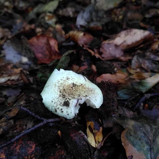 Amanita citrina: Mushroom in habitat Temperate forest in the NatureSpots App