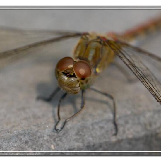 Common Darter: Animal in habitat Garden in the NatureSpots App