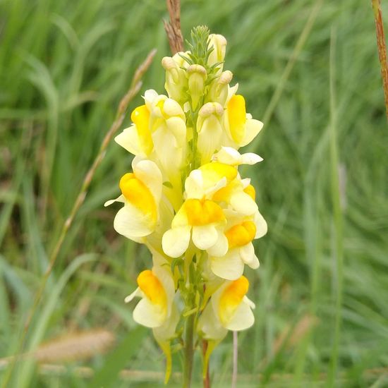 Linaria vulgaris: Plant in habitat Buffer strip in the NatureSpots App