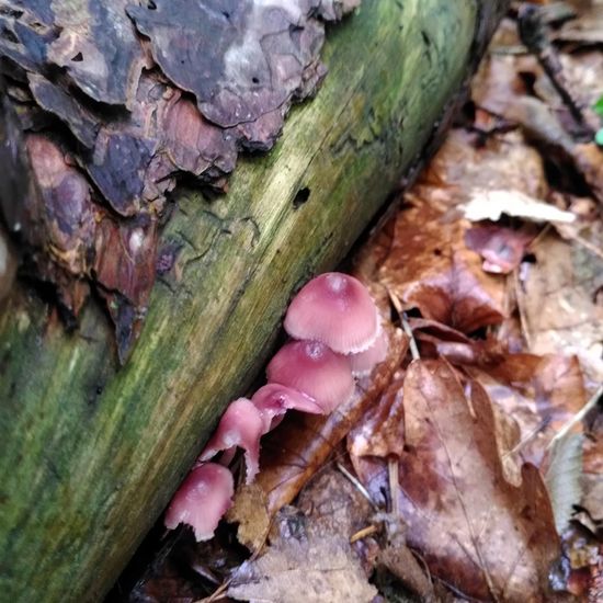 Mycena haematopus: Mushroom in habitat Temperate forest in the NatureSpots App