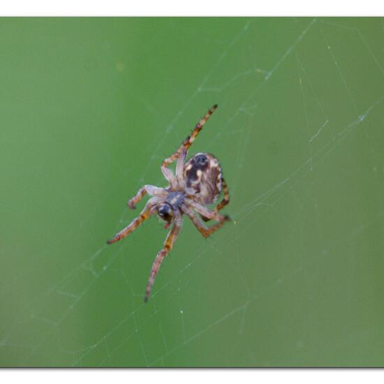 Araneus: Animal in habitat Grassland in the NatureSpots App