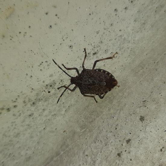 Brown marmorated stink bug: Animal in nature in the NatureSpots App