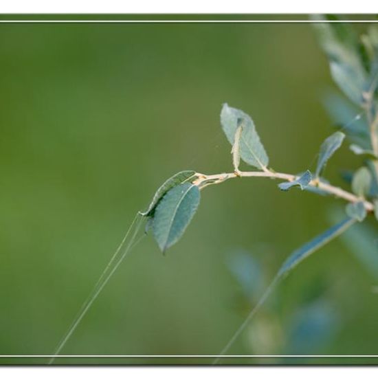 Vierfleckkreuzspinne: Tier im Habitat Naturnahe Wiese in der NatureSpots App