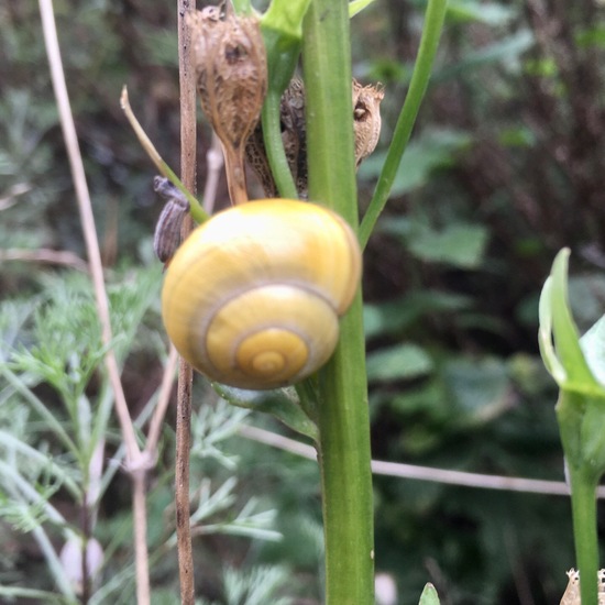 White-lipped snail: Animal in habitat Garden in the NatureSpots App