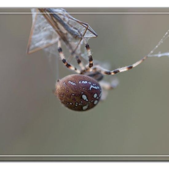 Araneus quadratus: Animal in habitat Natural Meadow in the NatureSpots App