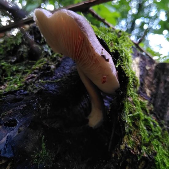 Rehbrauner Dachpilz: Pilz im Habitat Wald der gemäßigten Breiten in der NatureSpots App