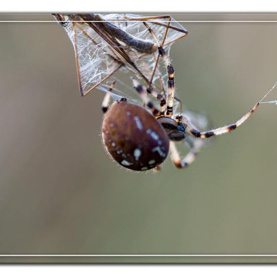 Araneus quadratus: Animal in habitat Natural Meadow in the NatureSpots App