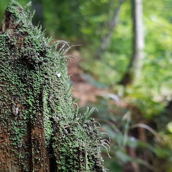 Cladonia pyxidata: Mushroom in habitat Temperate forest in the NatureSpots App