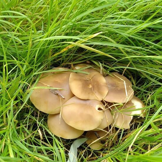 Lyophyllum decastes: Mushroom in habitat Semi-natural grassland in the NatureSpots App