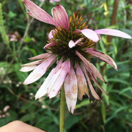 Echinacea: Plant in habitat Garden in the NatureSpots App